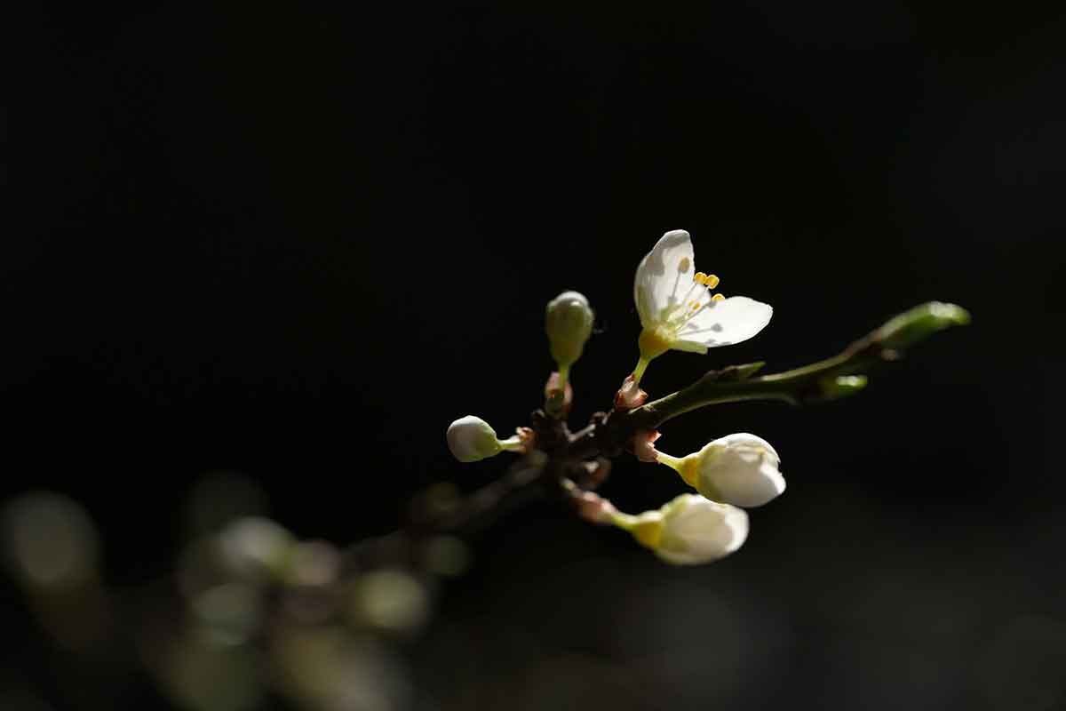 Новости Германии 29 февраля 2024 года. Фото: unsplash.com