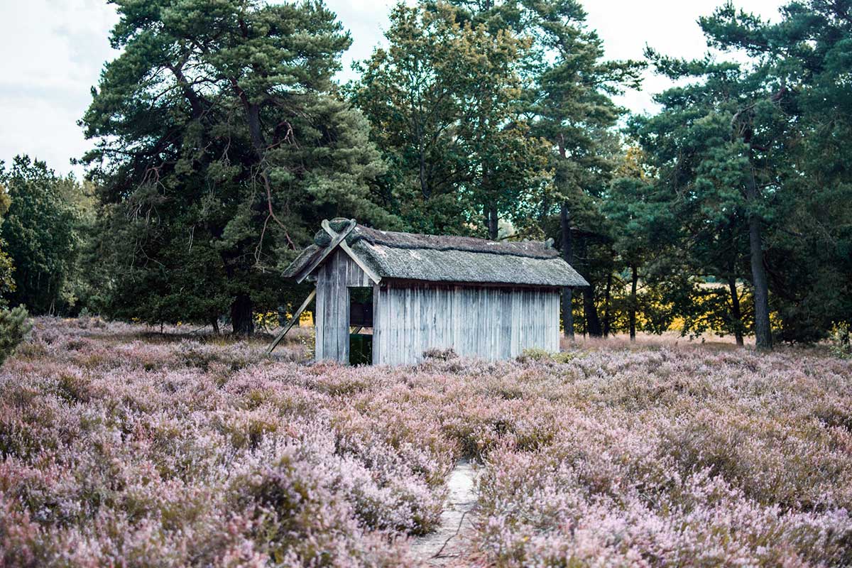 Кемпинг в Германии: Люнебургская пустошь. Фото: unsplash.com