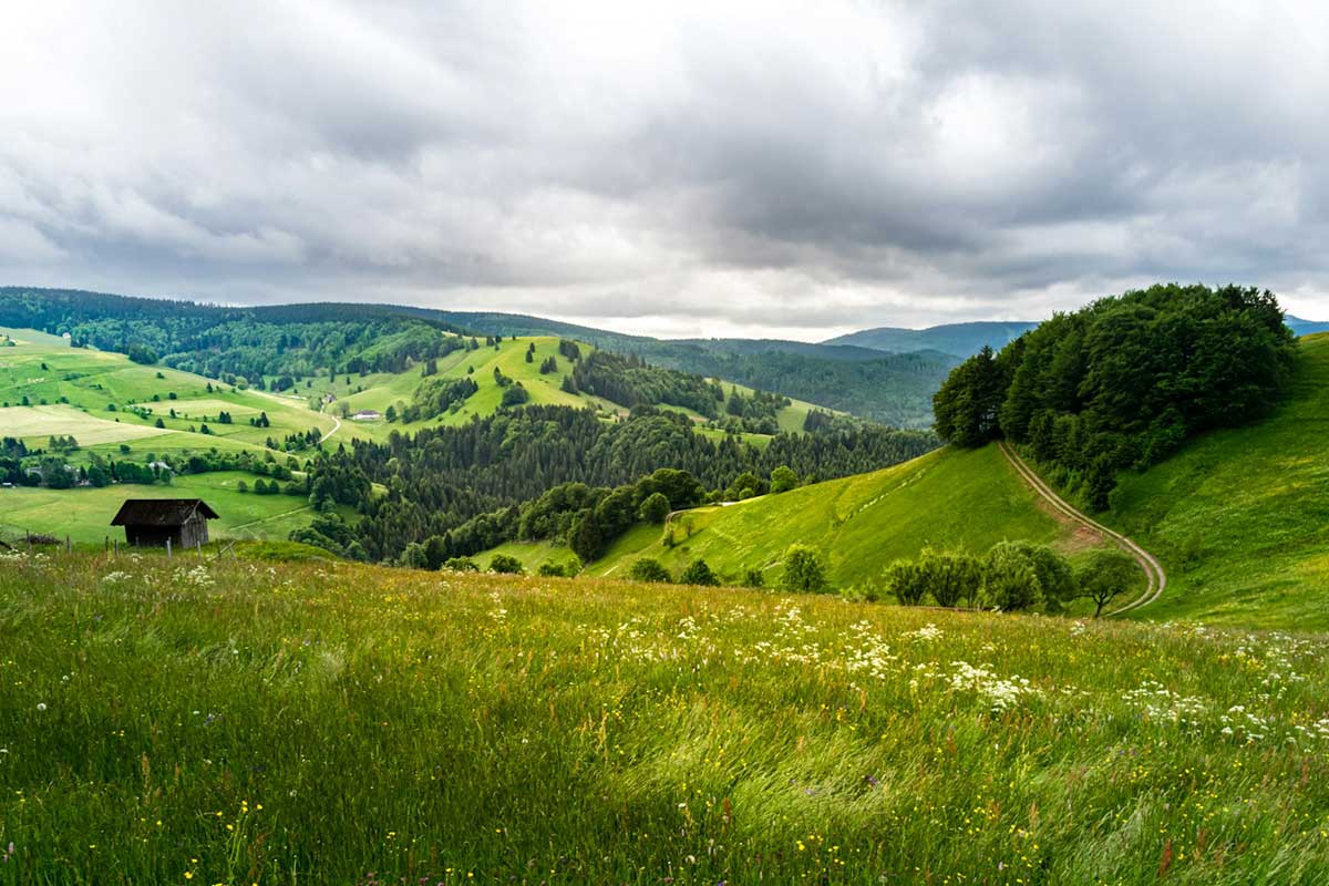 Шварцвальд (Schwarzwald). Фото: unsplash.com