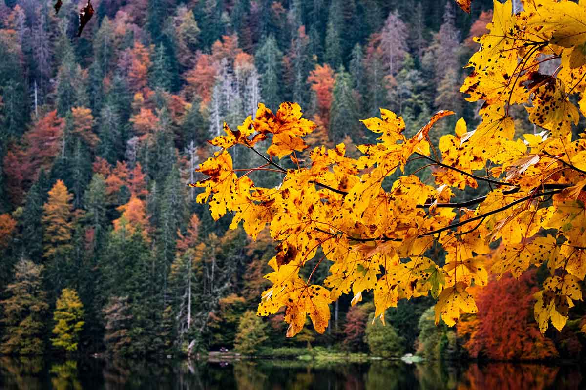 Погода в Германии осенью 2025 года: первые прогнозы. Фото: unsplash.com