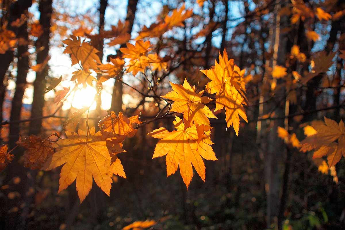 Солнечный прогноз погоды в Германии на ближайшую неделю. Фото: pixabay.com