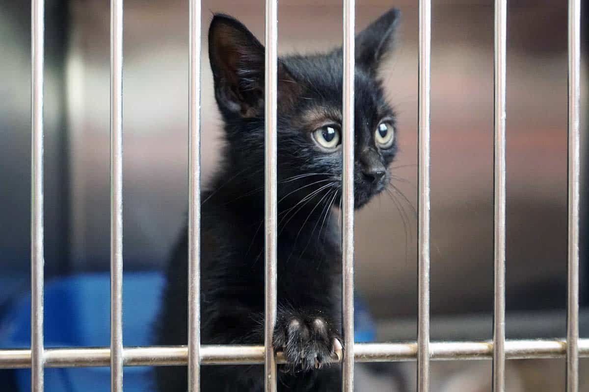 5 способов стать волонтёром в Германии. Фото: unsplash.com