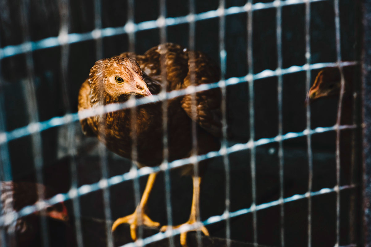 Вирус птичьего гриппа H5N распространяется по Германии. Фото: freepik.com