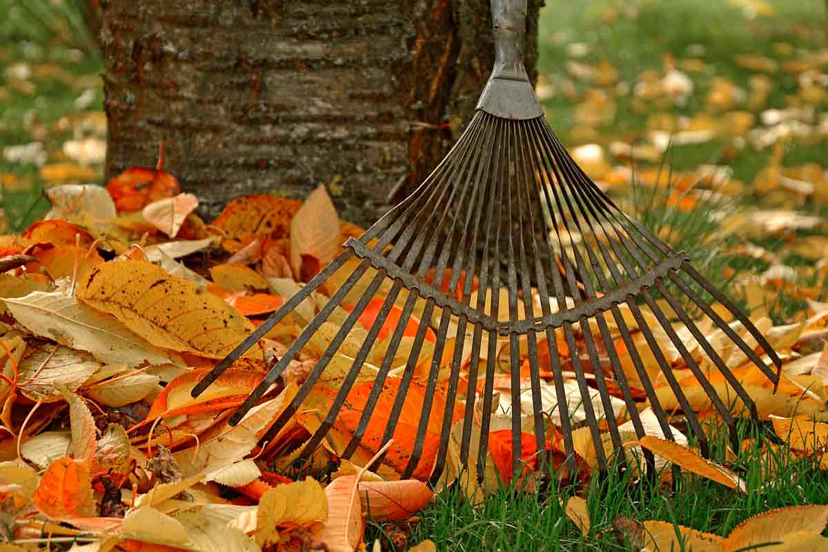 4 ошибки осенней уборки в саду в Германии. Фото: pixabay.com
