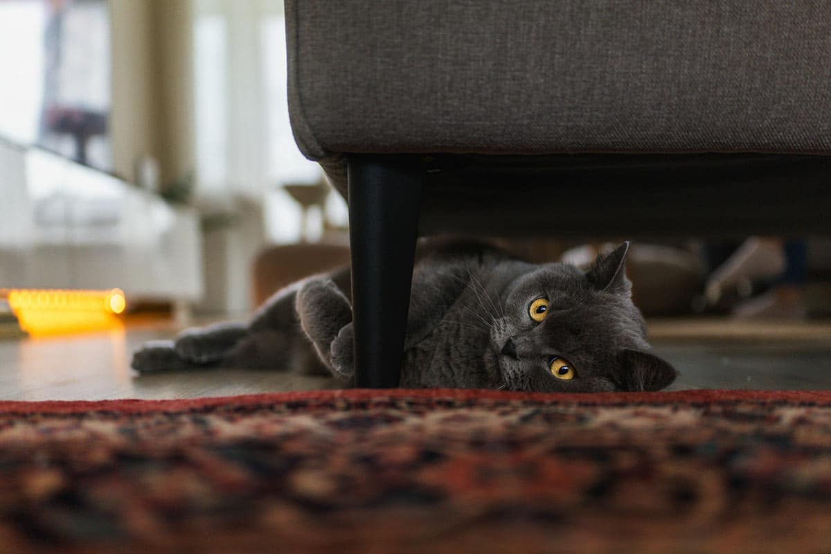 Новые правила для собак и кошек в Германии с 2026 года. Фото: unsplash.com