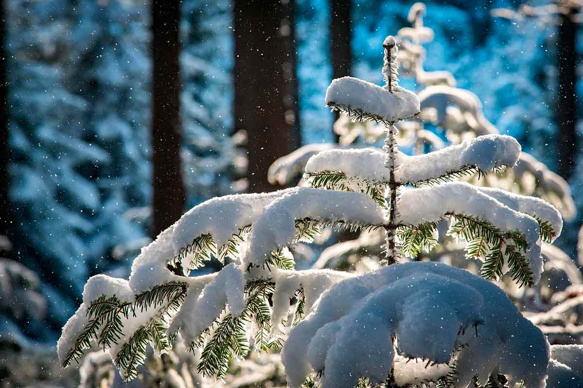Прогноз погоды на Рождество в Германии меняется. Фото: pixabay.com