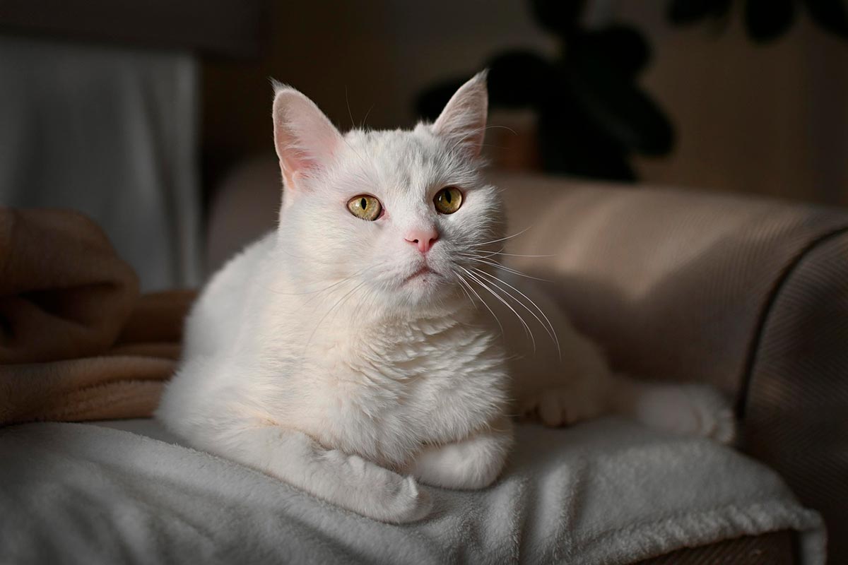 В Германии от птичьего гриппа H5N1 впервые погибла кошка. Фото: freepik.com