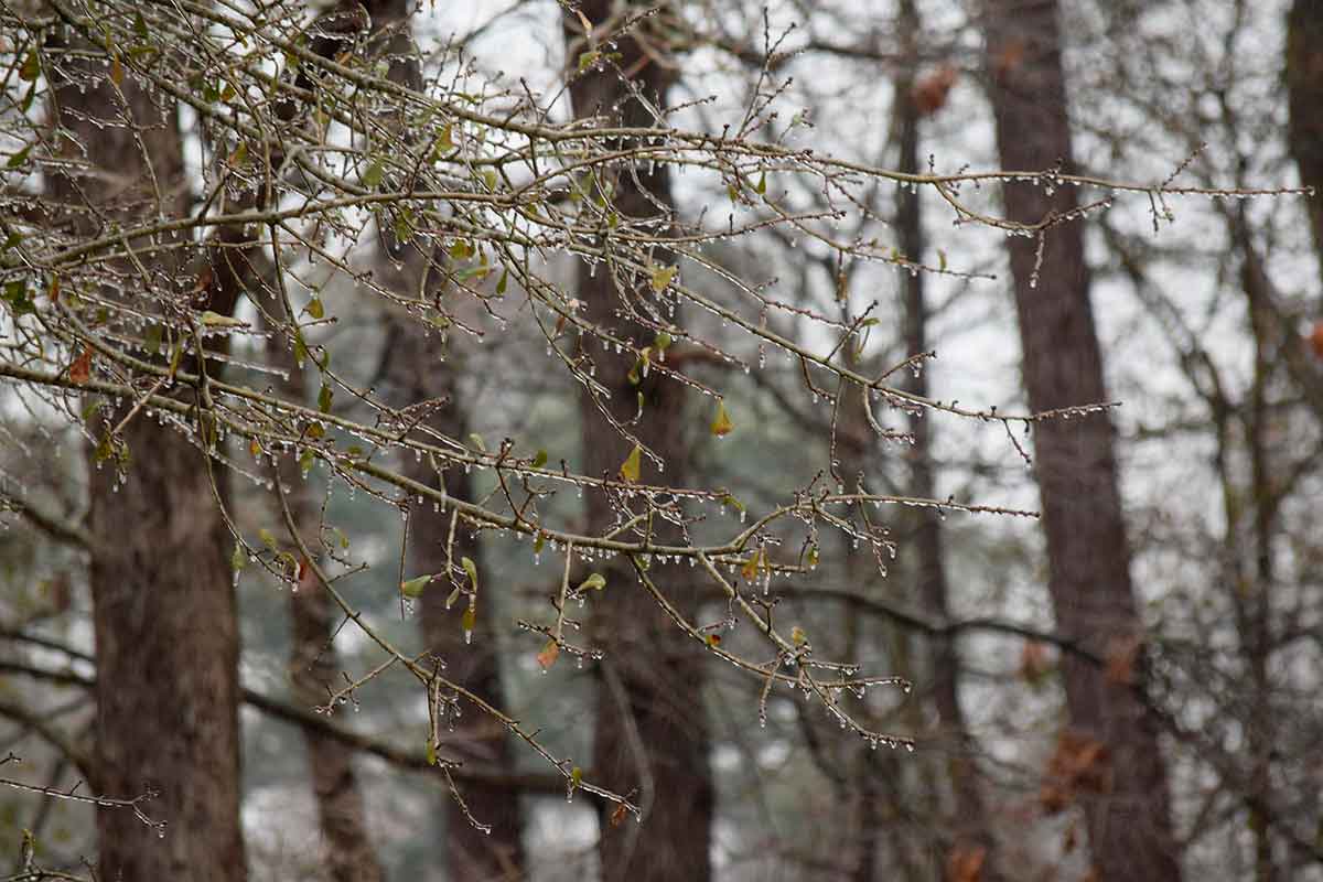 Рекордные температуры в Германии в декабре 2025 года. Фото: pixabay.com