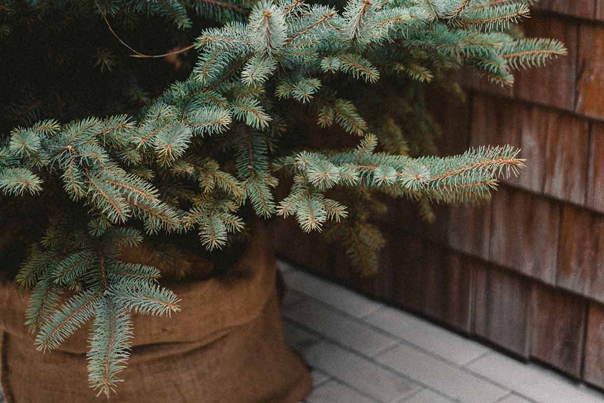 Ключевые ошибки при пересадке елки из дома в сад. Фото: freepik.com