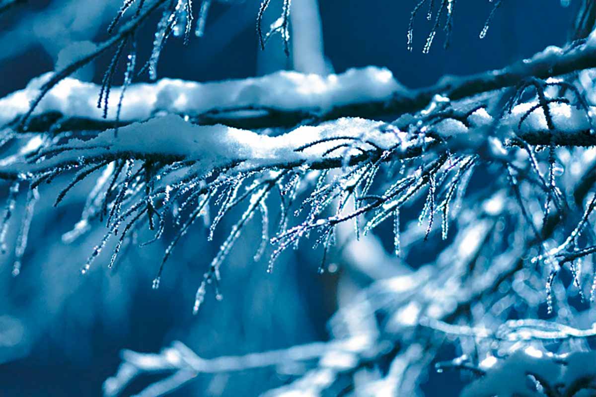 Изменение погоды перед Рождеством 2025 года в Германии. Фото: pixabay.com