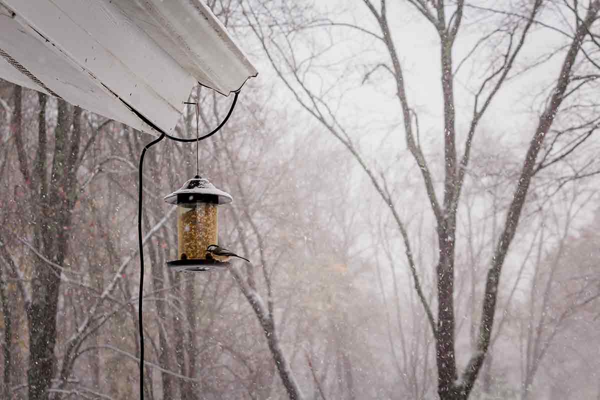 Подготовка сада к зиме в Германии: советы для садоводов. Фото: freepik.com