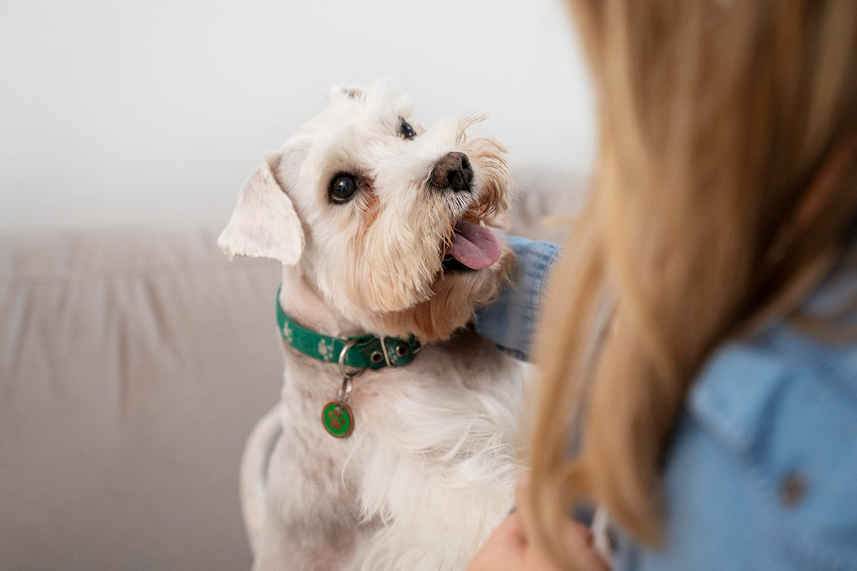 Почему этот жетон на ошейнике собаки обязателен в Германии. Фото: freepik.com