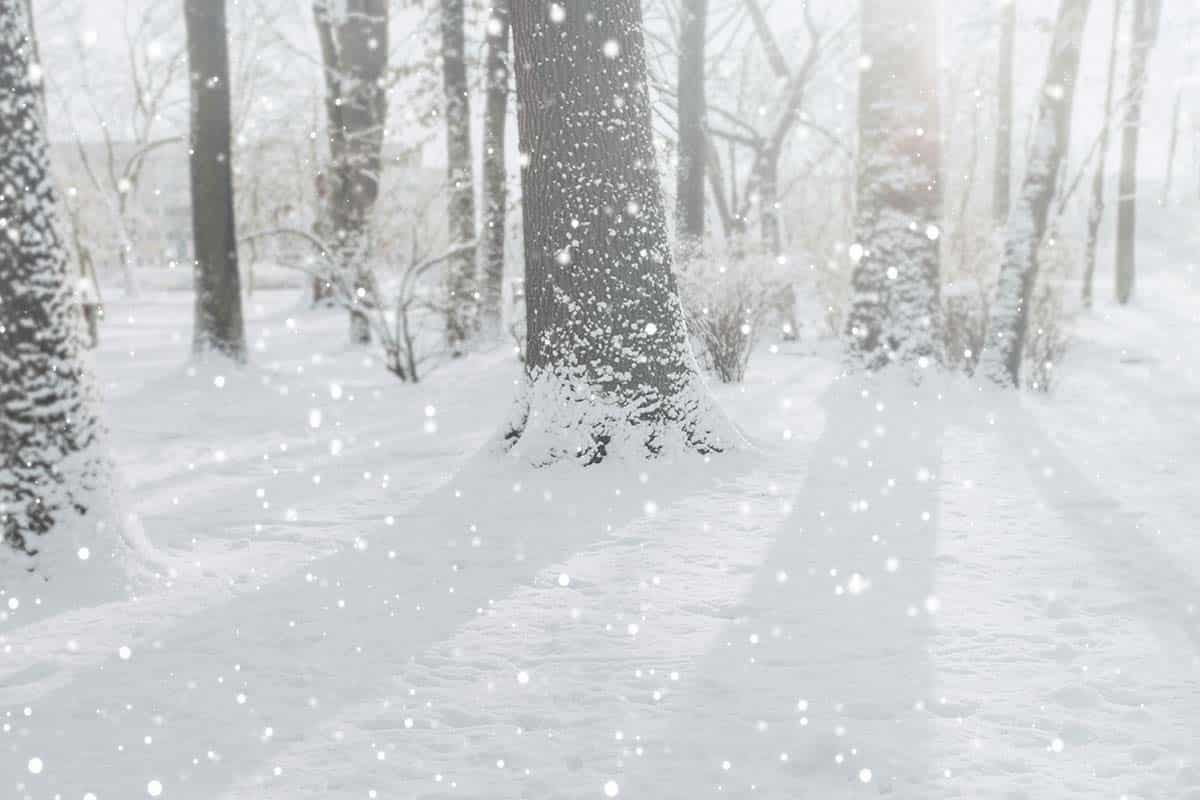 Снежный хаос в Германии в январе 2026 года: прогноз погоды. Фото: freepik.com