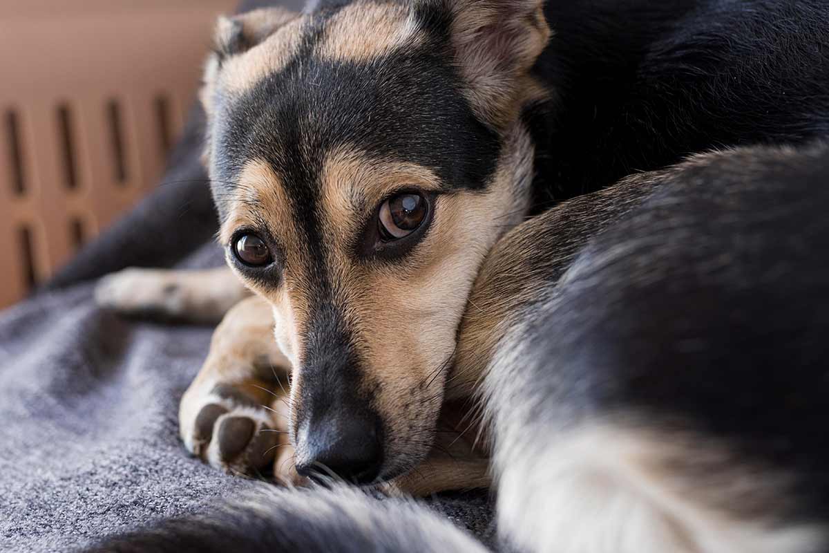 Строгие правила эвтаназии собак в Германии. Фото: freepik.com
