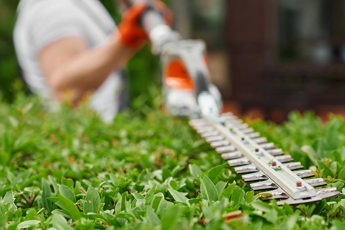 Штрафы 100 000 евро за садовые работы в Германии с 1 марта 2026 года. Фото: freepik.com