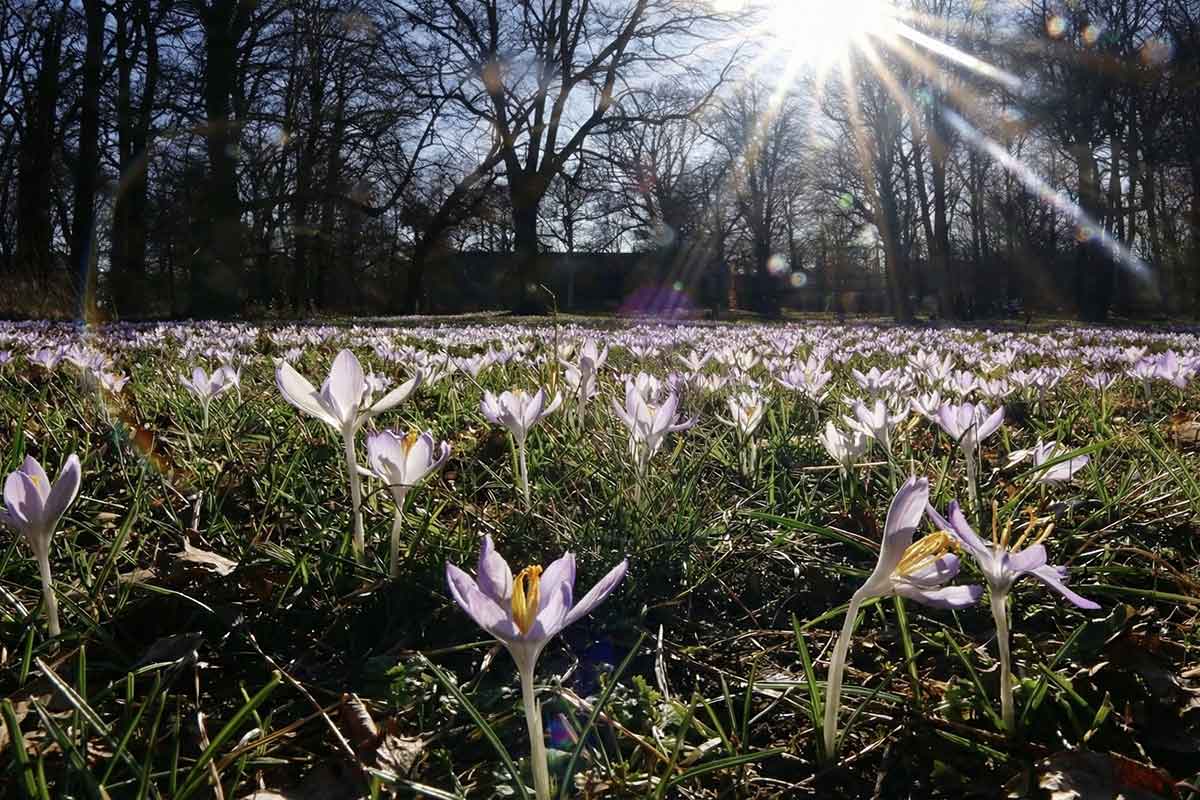 Погода в Германии в марте 2026 года: что говорят синоптики. Фото: ausnews.de