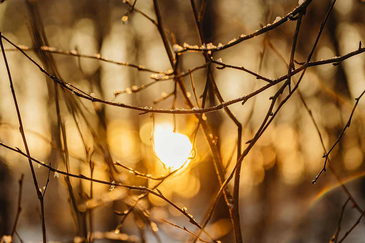 В Германии ожидается потепление в конце февраля 2026 года. Фото: pexels.com