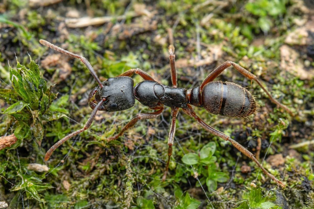 В Германии впервые обнаружен опасный вид муравьев. Фото: wikimedia commons