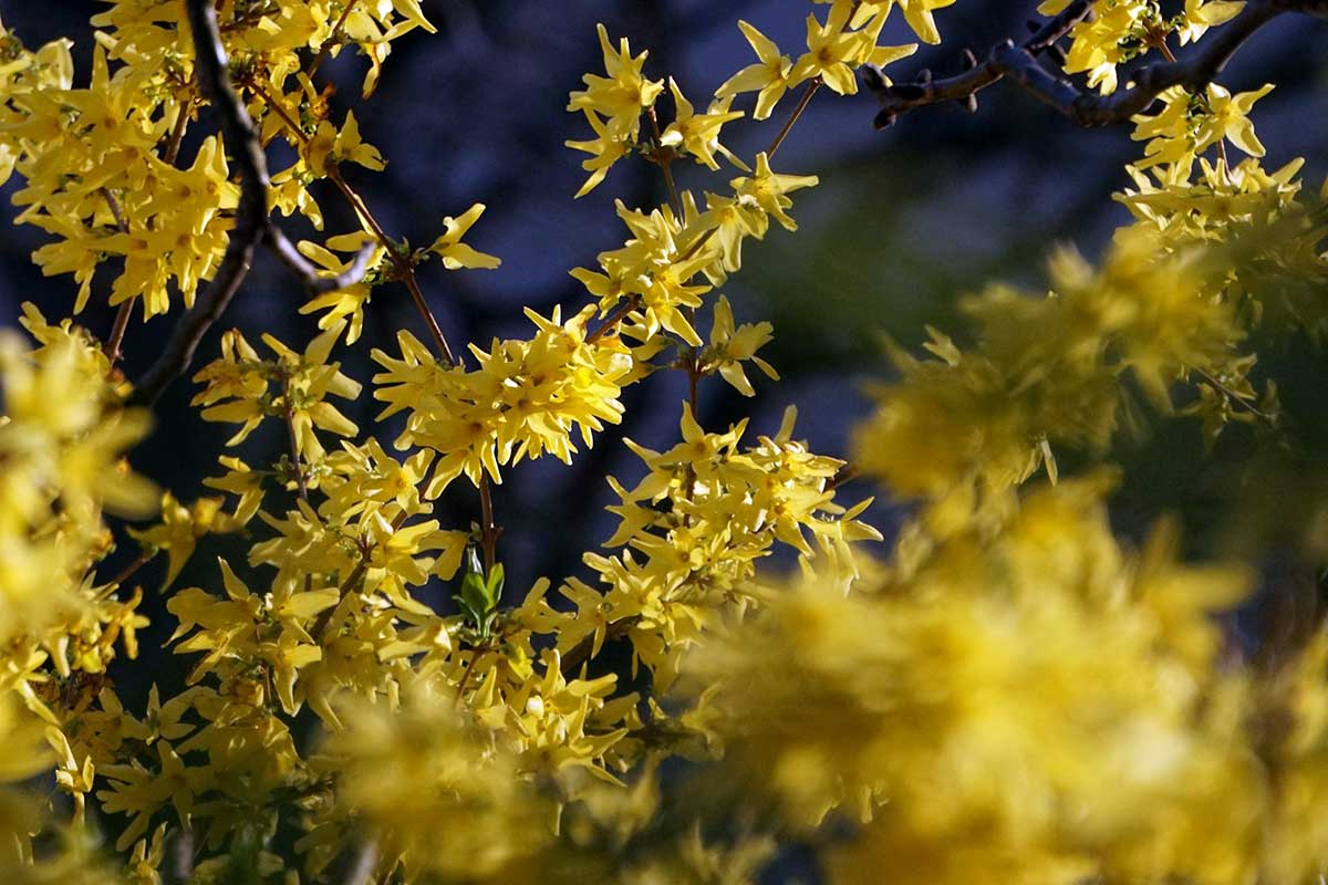 Форзиция, как альтернатива пасхальному букету из ивовых котиков. Фото: unsplash.com