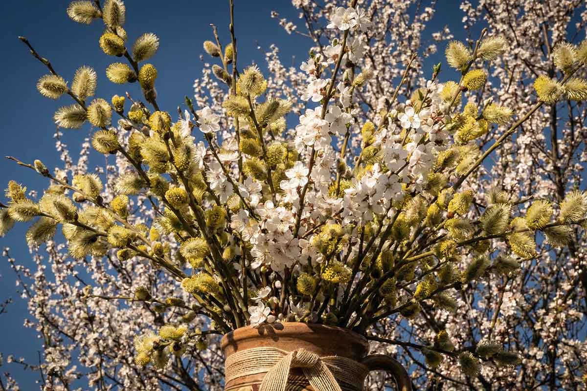 В Германии штрафуют до 100 000 евро за пасхальный букет. Фото: ausnews.de