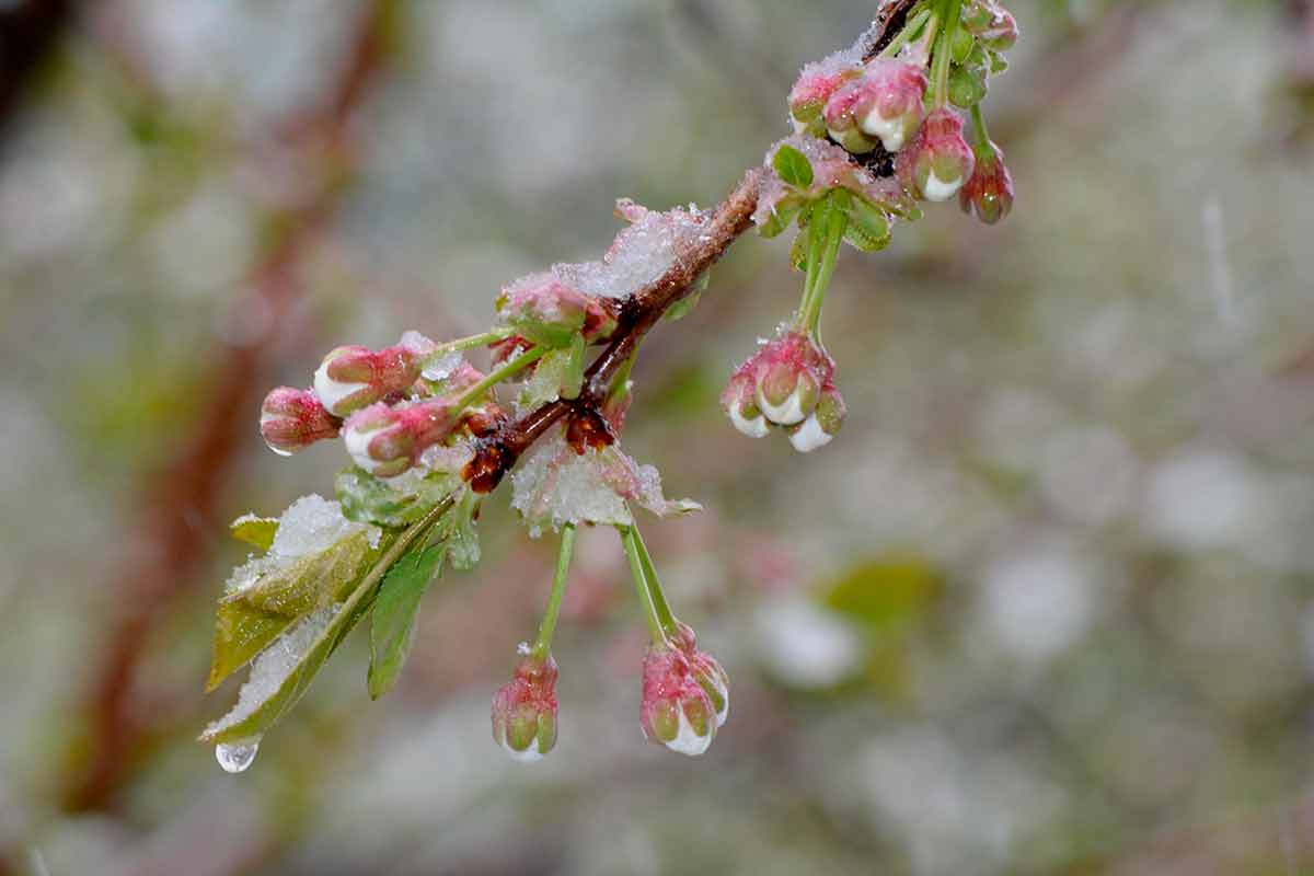 Весна в Германии взяла паузу: неужели зима возвращается. Фото: pixabay.com