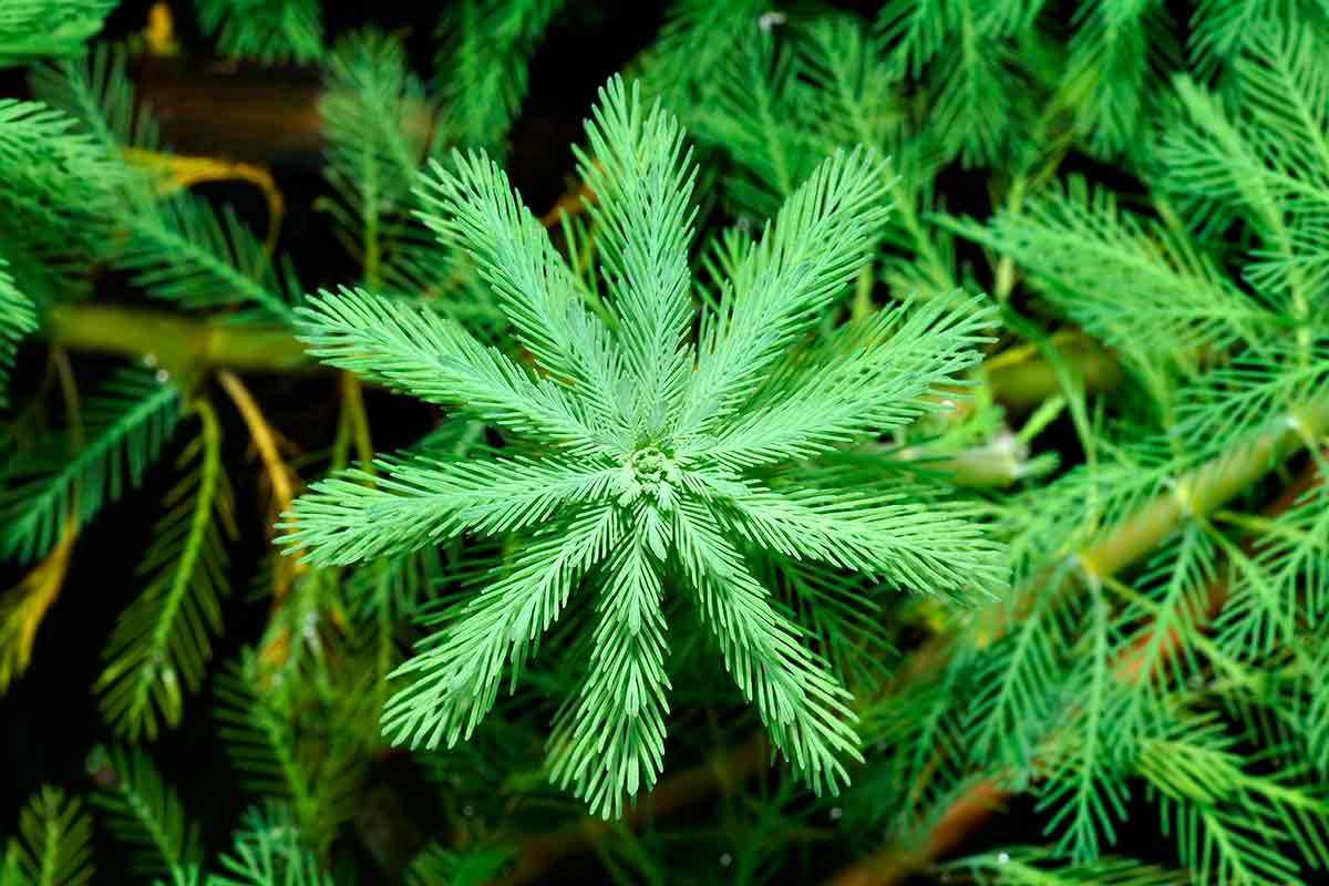 Запрещенные садовые растения в Германии. Фото: wikimedia commons