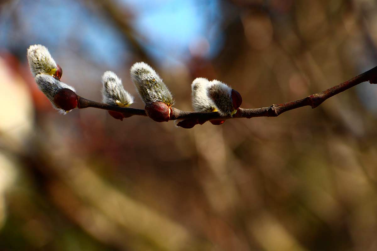 Запрет на срезание вербы в Германии: штраф до 50 000 €. Фото: pixabay.com