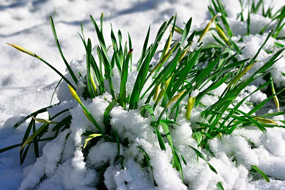 Похолодание в Германии на этой неделе: снова снег и морозы. Фото: pixabay.com