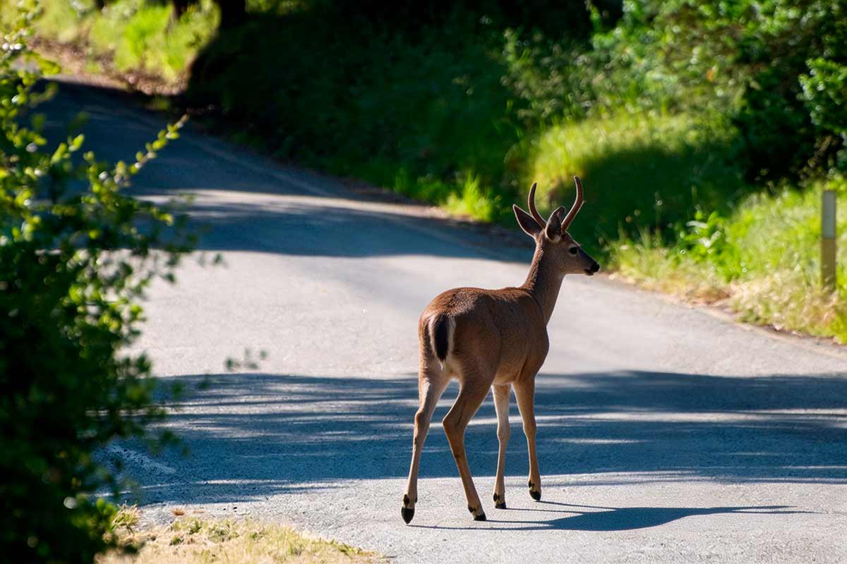 Риск ДТП с животными в Германии: пик опасности с апреля. Фото: ausnews.de