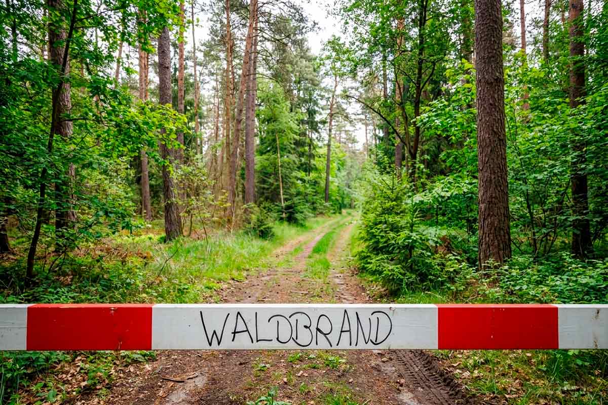 Высокий риск пожаров в Германии в эти выходные. Фото: ausnews.de