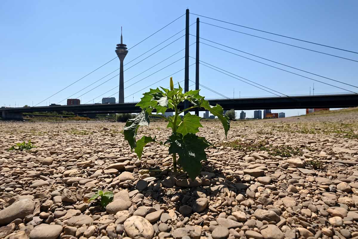 Германию накрыла жара до 38°C: объявлены предупреждения об экстремальной погоде. Фото: ausnews.de