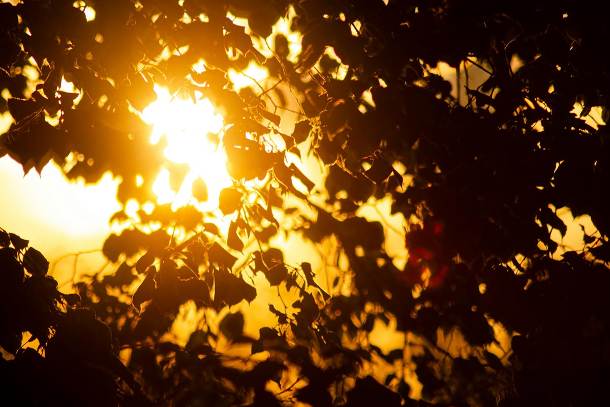 Жара до +30 °C: в Германию в эти выходные вернётся лето. Фото: unsplash.com