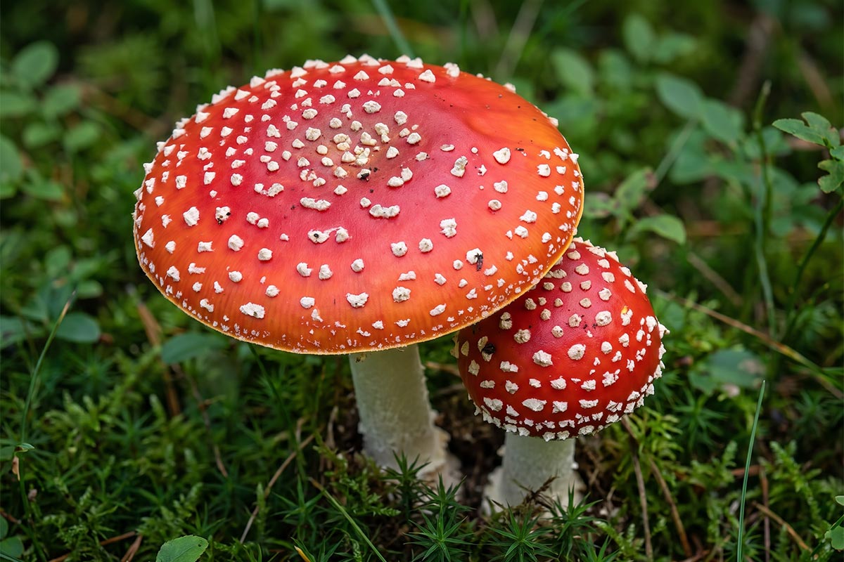 Мухомор (Amanita muscaria). Фото: ausnews.de