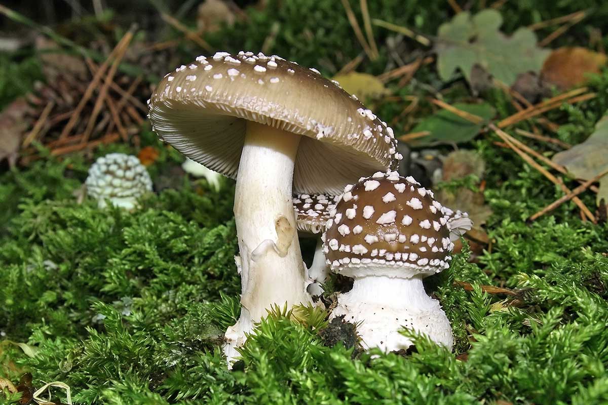 Пантерный гриб (Amanita pantherina). Фото: ausnews.de