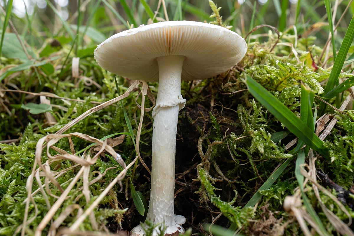 «Уничтожающий ангел» (Amanita virosa). Фото: ausnews.de