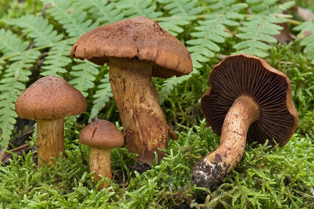 Паутинник-обманщик (Cortinarius orellanus). Фото: ausnews.de