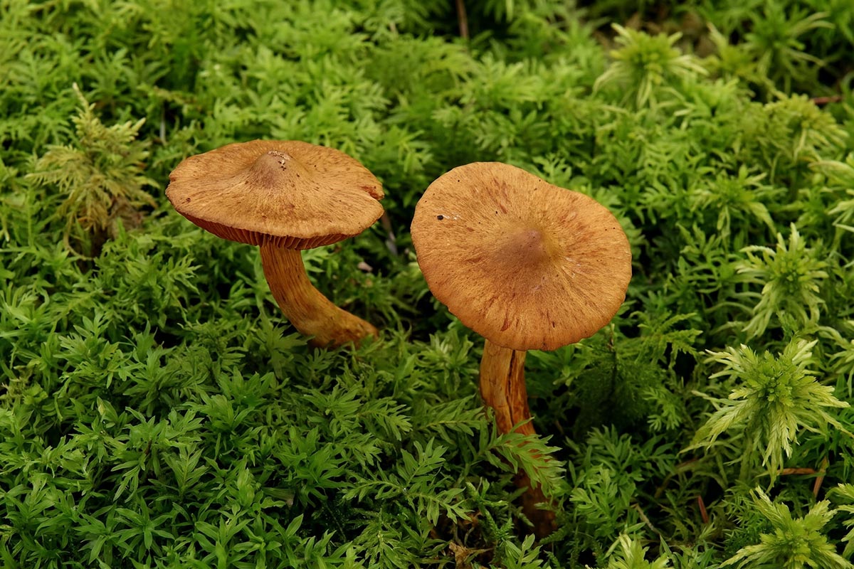 Смертоносный паутинник (Cortinarius rubellus). Фото: ausnews.de