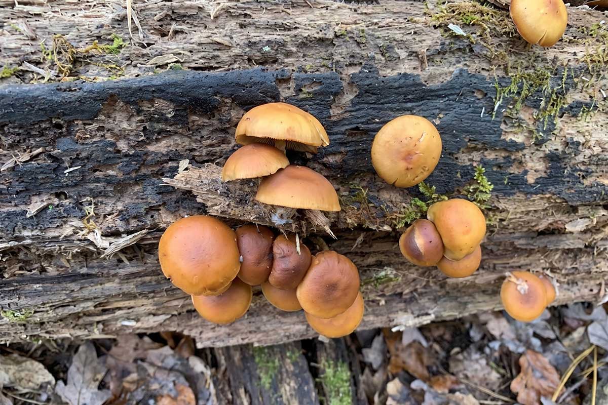 Гробовой колокол (Galerina marginata). Фото: ausnews.de